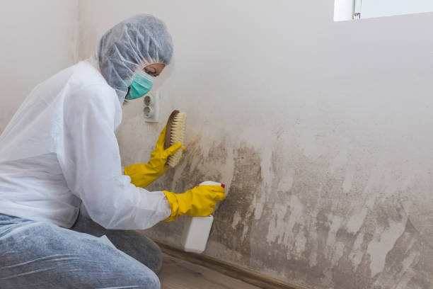 Best White Mold Remediation in Wiggins, MS