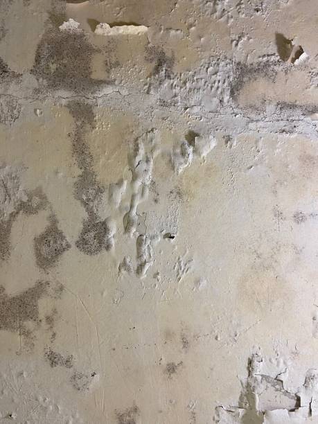Best Basement Mold Remediation in Wiggins, MS